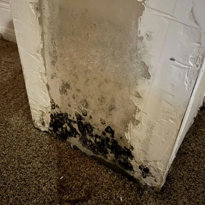 Professional Mold Removal in Nash County, NC